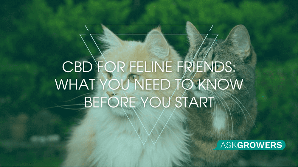 CBD for Feline Friends: What You Need to Know Before You Start